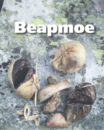 Bilden visar omslaget till boken Beapmoe.